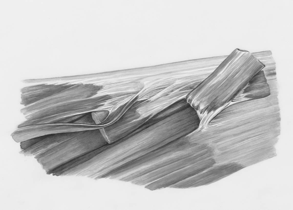Basic Sketch Drawing for Beginners: Your No-Fluff, Zero-Judgment Starter Guide